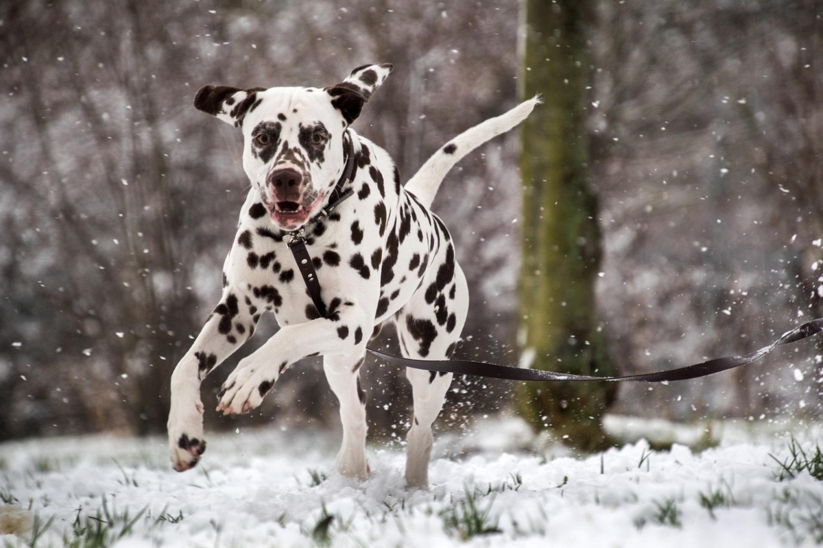 13 Happy Dog Breeds That Always Greet You With Joy