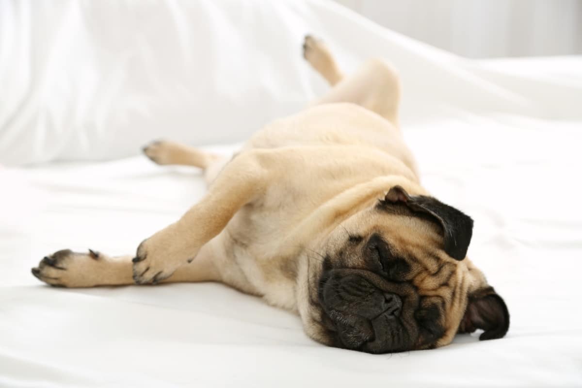 13 Lazy Dog Breeds With Sleep Schedules Like Teenagers 13 Lazy Dog Breeds With Sleep Schedules Like Teenagers