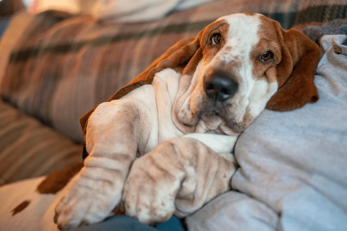 13 Loving Dog Breeds That’ll Wait For You All Day