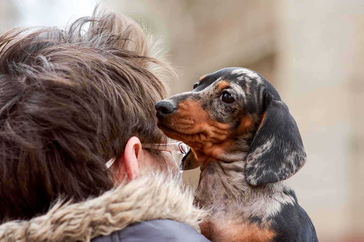 13 Loyal Dog Breeds That’ll Lean On You All Day 13 Loyal Dog Breeds That’ll Lean On You All Day