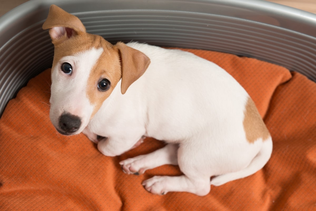 13 Quiet Signs Your Dog Might Be in Pain 13 Quiet Signs Your Dog Might Be in Pain