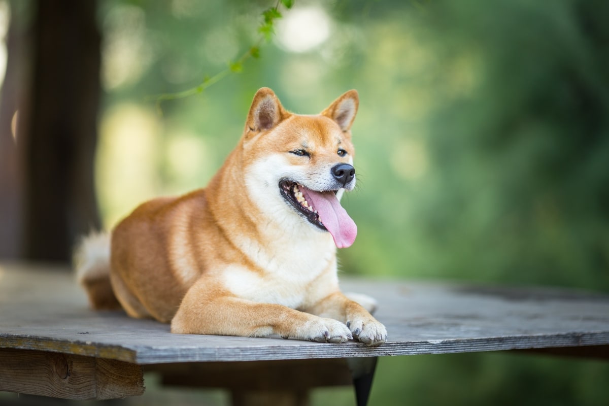 13 Signs Your Dog Is Happy Right This Second 13 Signs Your Dog Is Happy Right This Second