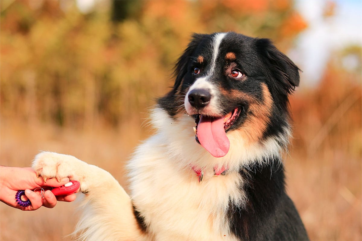 13 Silly Dog Breeds That Express Themselves in Hilarious Ways 13 Silly Dog Breeds That Express Themselves in Hilarious Ways