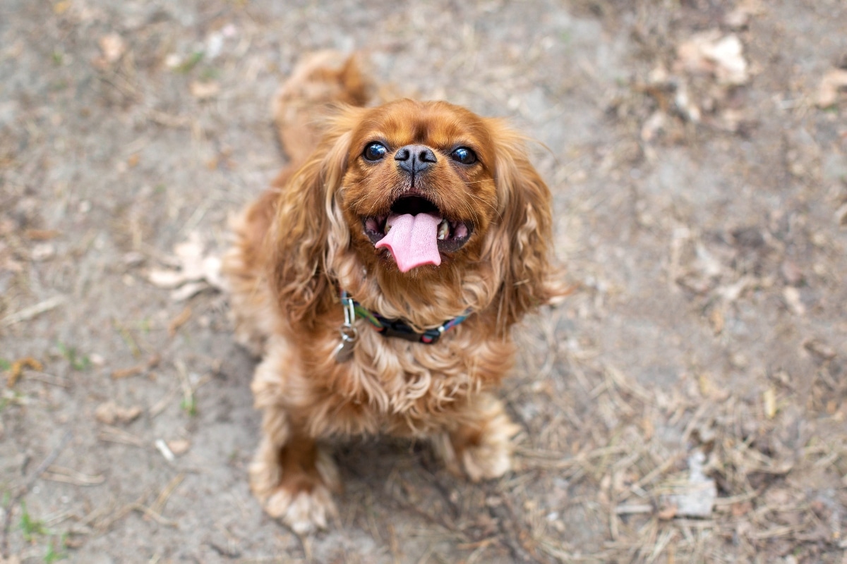 13 Strange Dog Behaviors That May Be Cries for Help 13 Strange Dog Behaviors That May Be Cries for Help