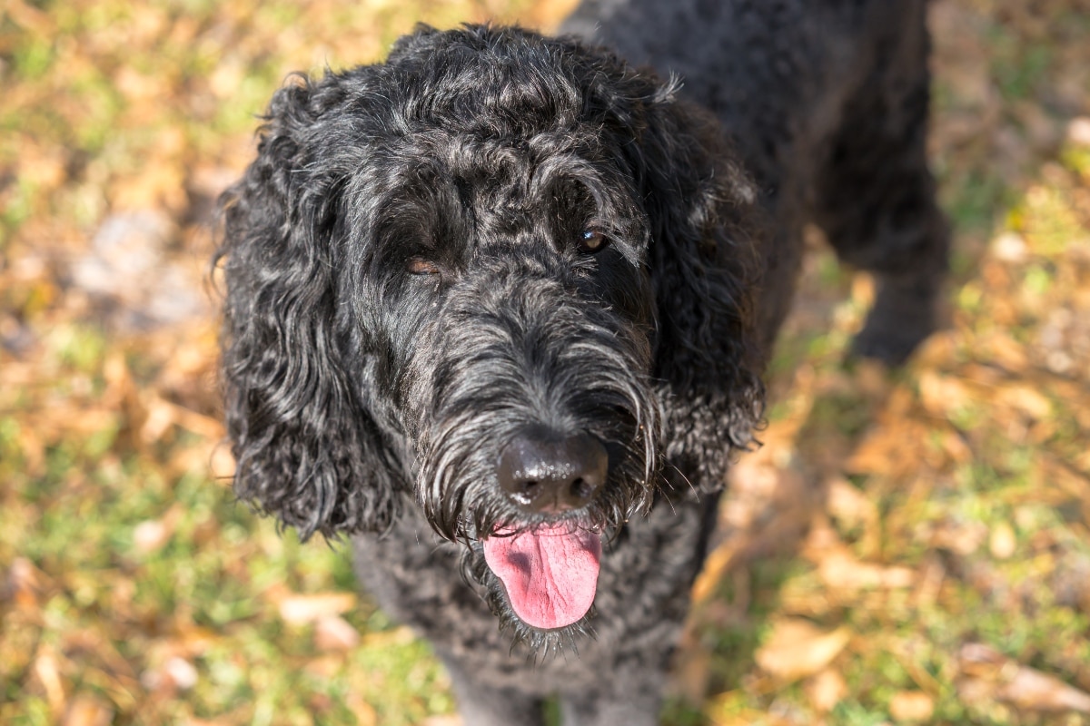 13 Things That Make Mixed Breed Dogs So Remarkable 13 Things That Make Mixed Breed Dogs So Remarkable