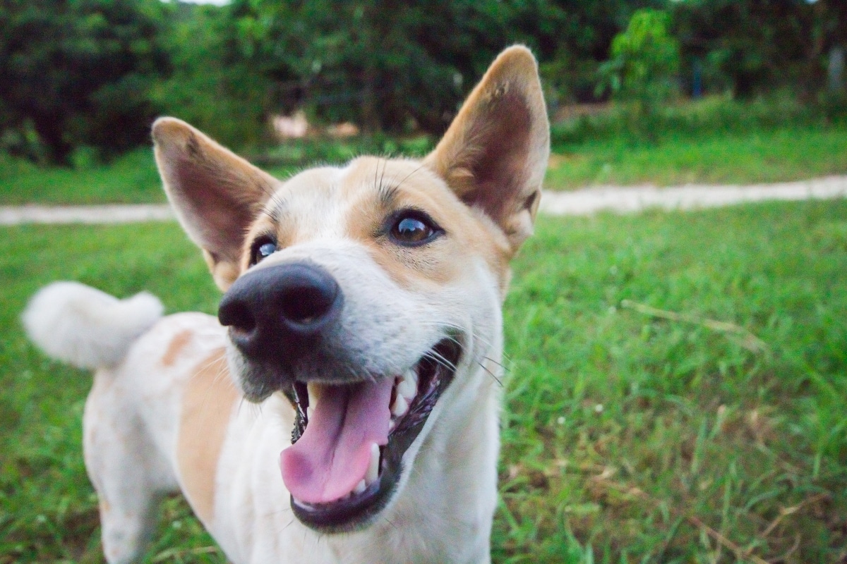 13 Ways Rescue Dogs Show Gratitude Every Single Day 13 Ways Rescue Dogs Show Gratitude Every Single Day