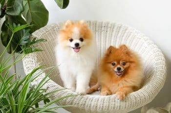15 Amazon Dog Products Under That Feel Like a Steal 15 Amazon Dog Products Under That Feel Like a Steal