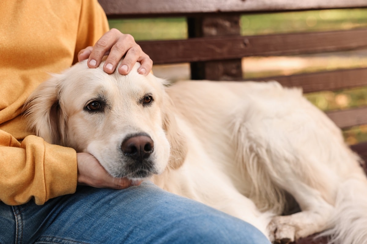15 Cuddly Dog Breeds That’ll Nap Right On Your Lap 15 Cuddly Dog Breeds That’ll Nap Right On Your Lap