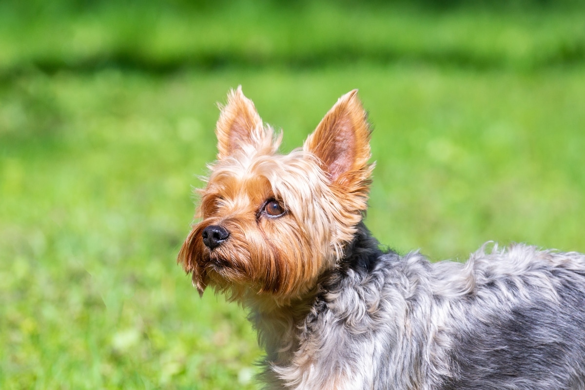 15 Dog Breeds That Love You More Than Anything 15 Dog Breeds That Love You More Than Anything
