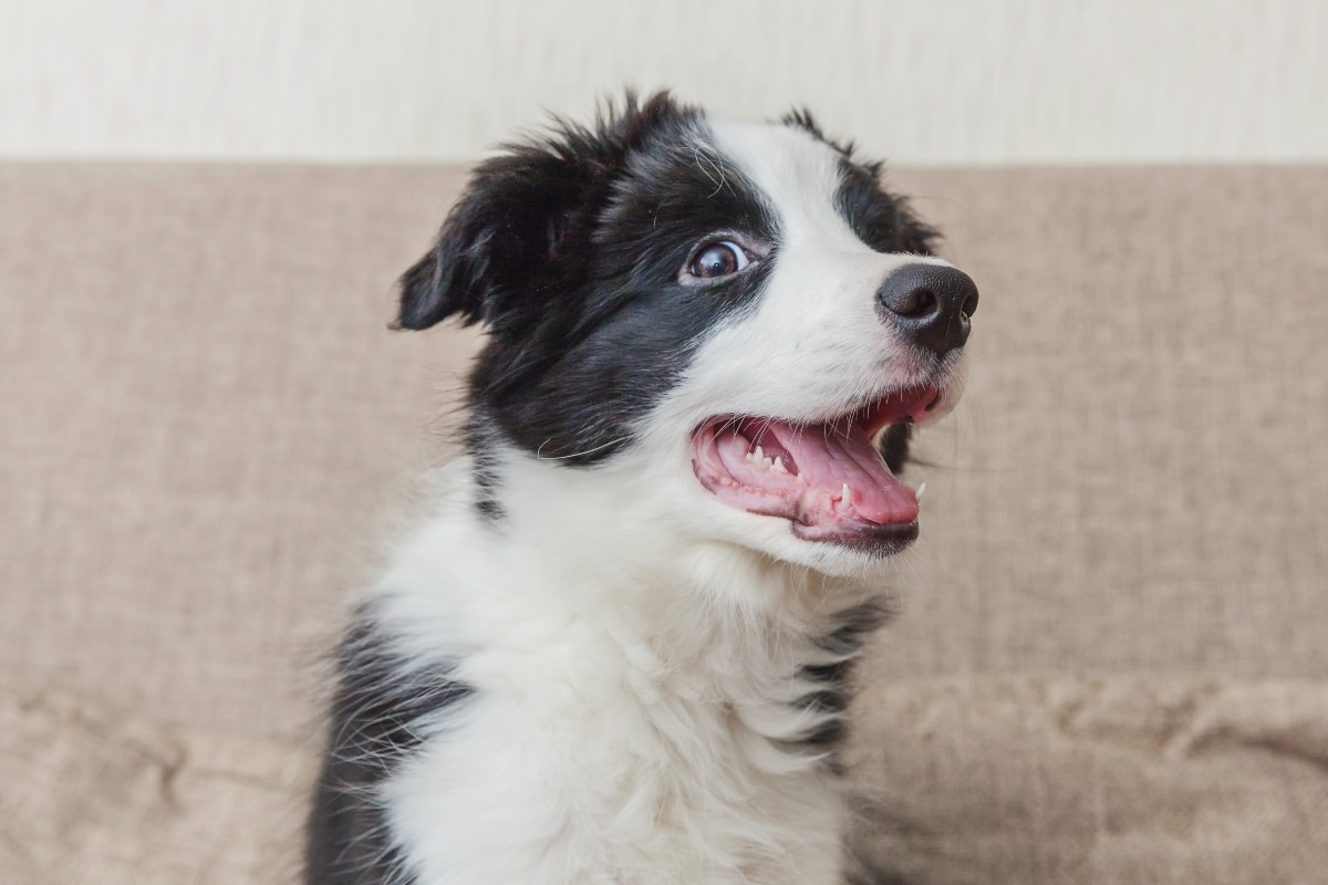 15 Dog Breeds That’ll Make You Laugh Every Day 15 Dog Breeds That’ll Make You Laugh Every Day