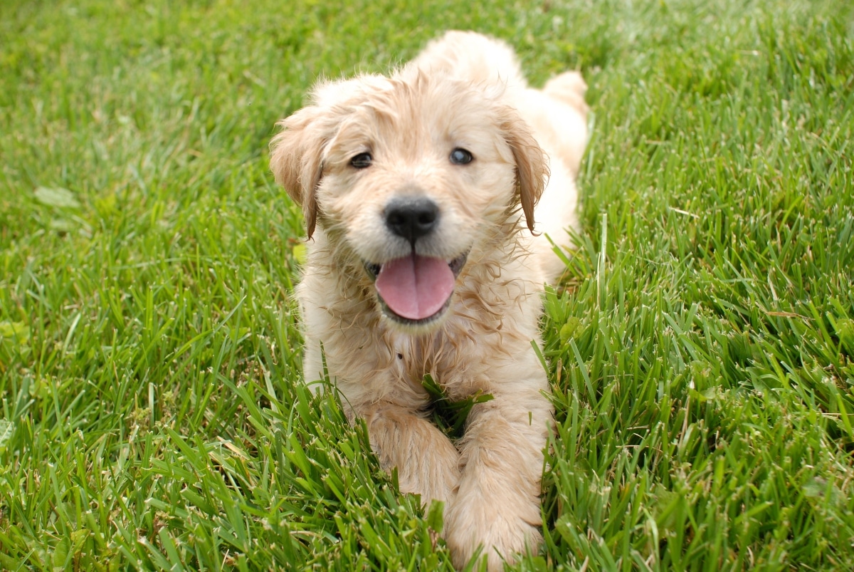 15 Dog Breeds with Higher Risks for Genetic Disorders 15 Dog Breeds with Higher Risks for Genetic Disorders