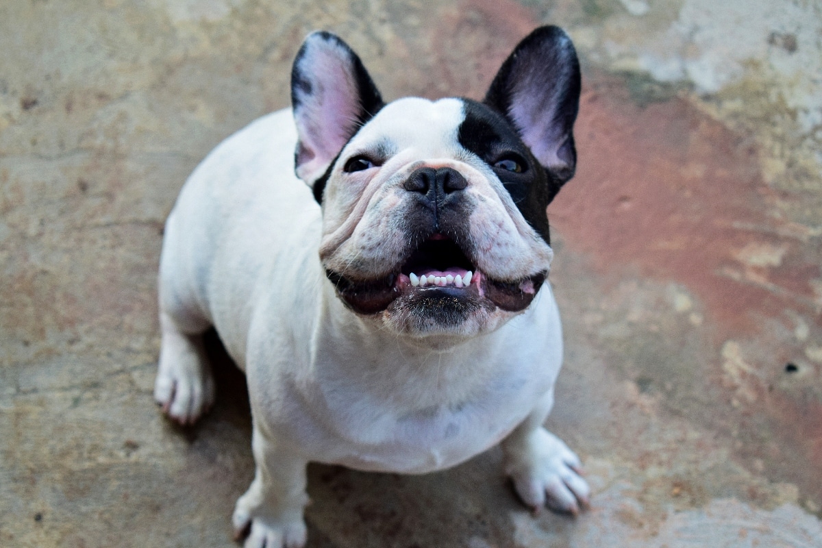 15 Historical Facts About Beloved Dog Breeds 15 Historical Facts About Beloved Dog Breeds