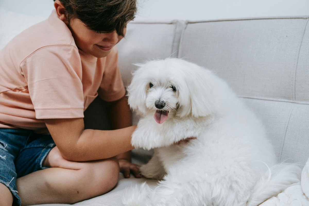 15 Lovey Dog Breeds That Always Want To Be Held