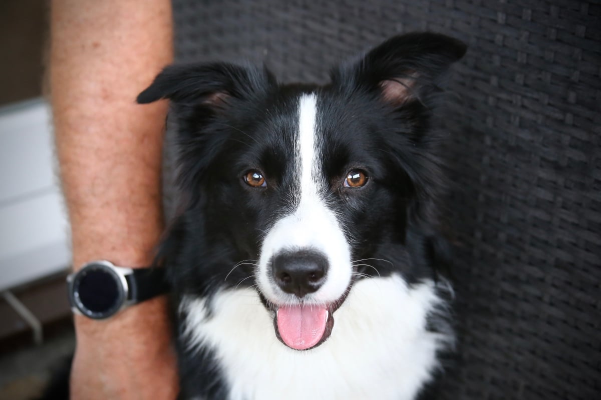15 Loyal Dog Breeds That Stay Committed No Matter What 15 Loyal Dog Breeds That Stay Committed No Matter What