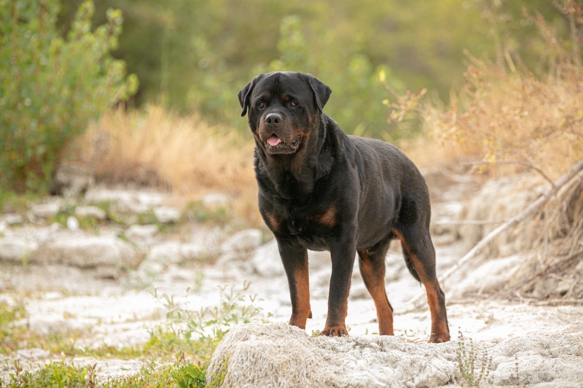 15 Smart Dog Breeds That Learn Tricks Instantly 15 Smart Dog Breeds That Learn Tricks Instantly