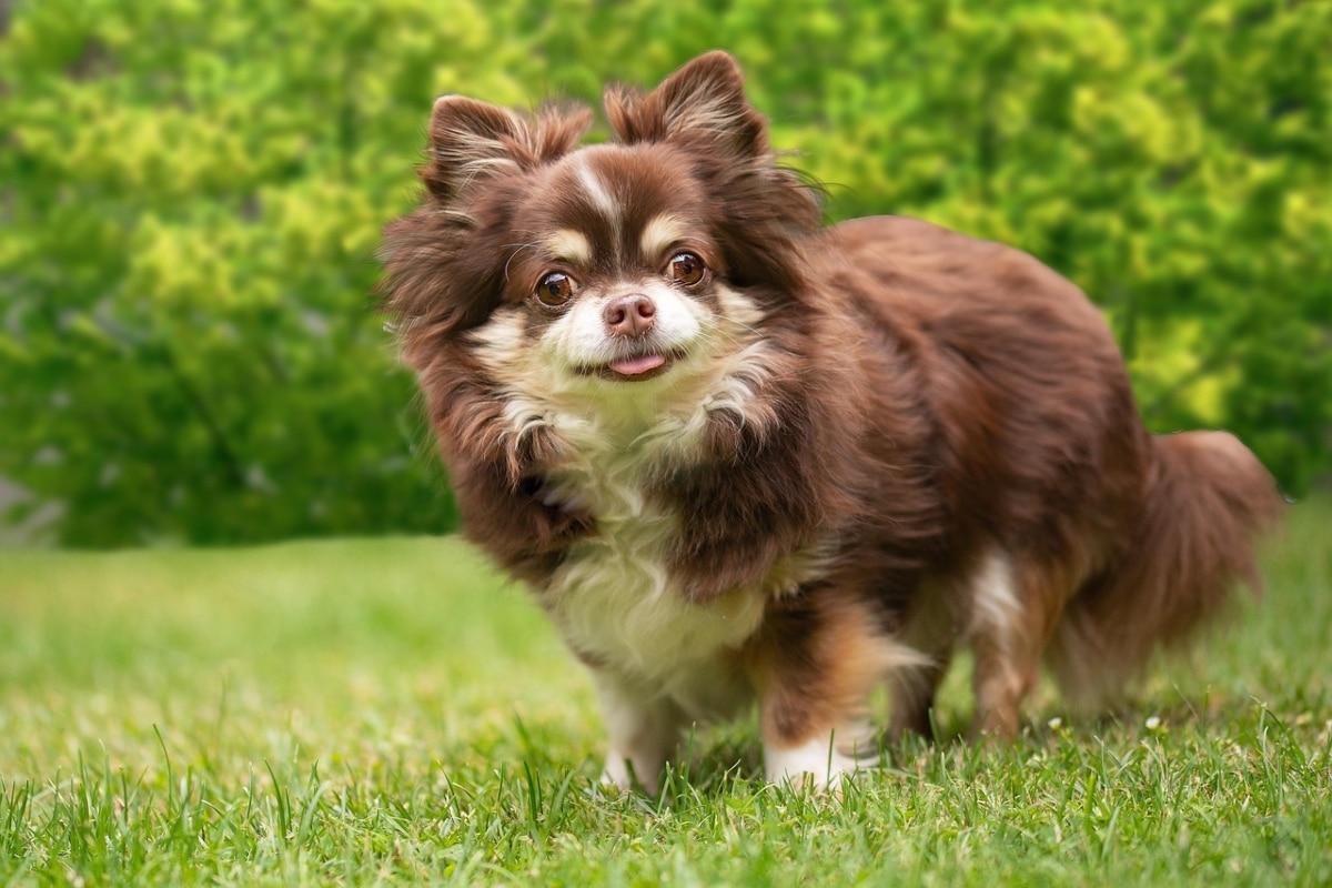 15 Stubborn Dog Breeds That Act Like They’re in Charge 15 Stubborn Dog Breeds That Act Like They’re in Charge