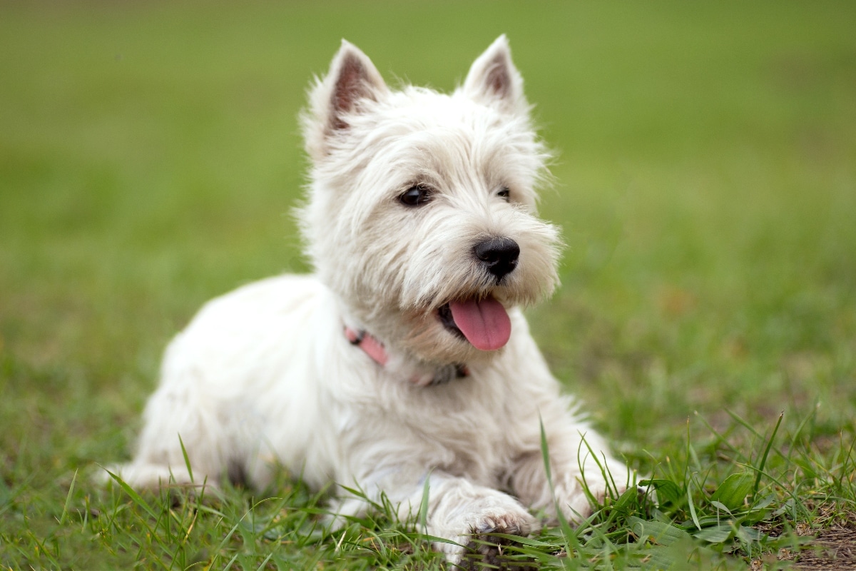 15 Stubborn Dog Breeds That Always Have Something To Say 15 Stubborn Dog Breeds That Always Have Something To Say