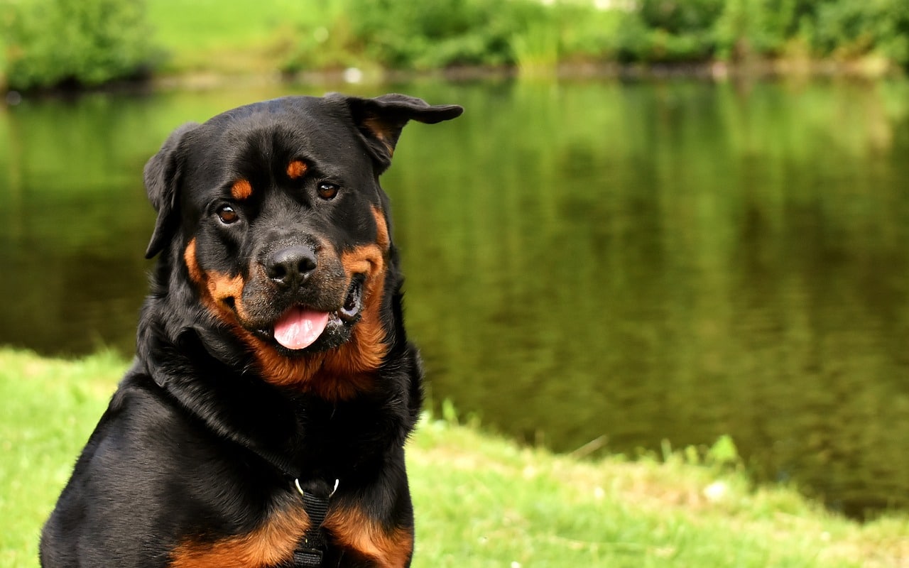 15 Stubborn Dog Breeds Who Won’t Be Ignored 15 Stubborn Dog Breeds Who Won’t Be Ignored