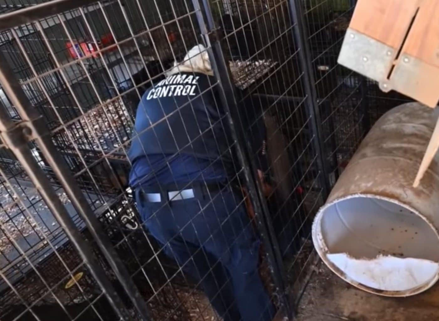22 Dogs Rescued From Suspected Dog Fighting Operation, One Arrested 22 Dogs Rescued From Suspected Dog Fighting Operation, One Arrested
