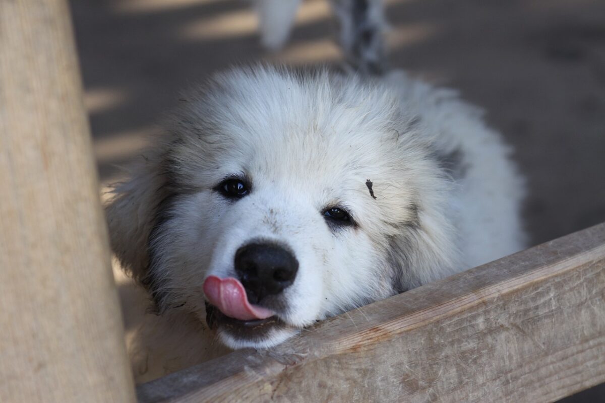 4 Best Supplements for Great Pyrenees Puppies (+1 to Avoid) 4 Best Supplements for Great Pyrenees Puppies (+1 to Avoid)