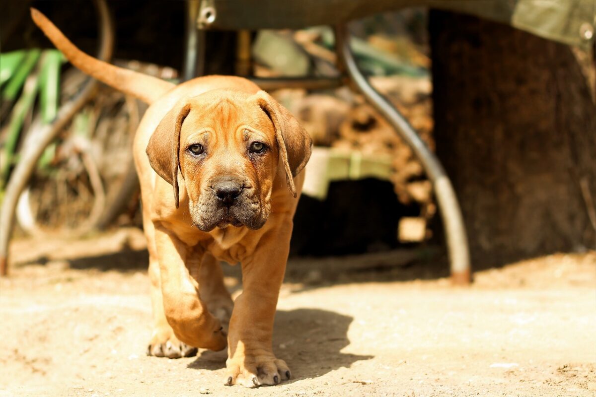 4 Best Supplements for Mastiff Puppies (+1 to Avoid) 4 Best Supplements for Mastiff Puppies (+1 to Avoid)