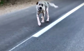Affectionate Stray Won’t Go With Rescuers Without Her Best Friend Affectionate Stray Won’t Go With Rescuers Without Her Best Friend