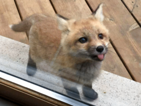 Baby Foxes Visit Grandma To Make Her Deck Their Own Personal Playground