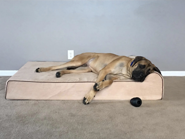 Best Dog Beds for Chow Chows