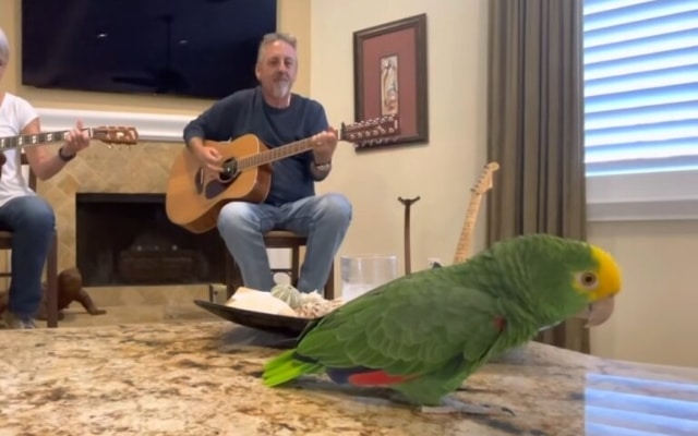 Bird Steals the Show with His Voice After Hearing Owners Sing “Knocking On Heaven’s Door”