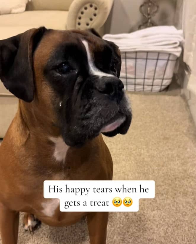 Bruno the Boxer’s Tears Have a Medical Explanation, and a Whole Lot of Heart Bruno the Boxer’s Tears Have a Medical Explanation, and a Whole Lot of Heart