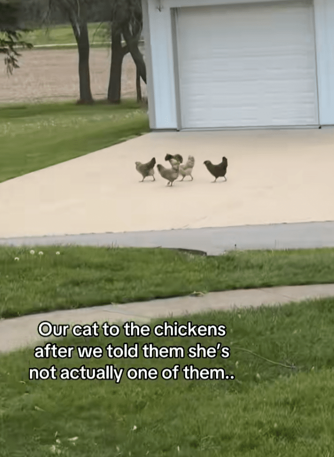 Cat Joins Flock of Chickens and Tries to Lay Eggs Like One of Them Cat Joins Flock of Chickens and Tries to Lay Eggs Like One of Them