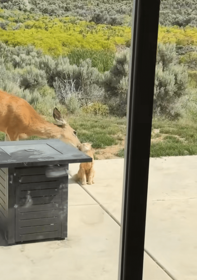 Cat and Wild Deer Form Unlikely Bond in Viral Backyard Encounter Cat and Wild Deer Form Unlikely Bond in Viral Backyard Encounter