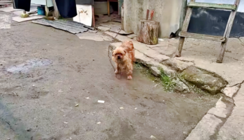 Chained Dog Begs Woman Not To Take Her Last Puppy Away Chained Dog Begs Woman Not To Take Her Last Puppy Away