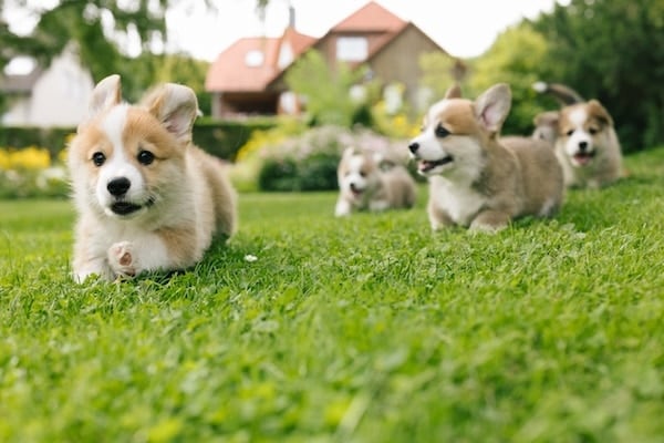 Corgi Puppies: Adoption & Care Guidelines Corgi Puppies: Adoption & Care Guidelines