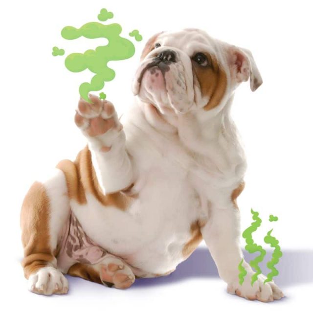 Corn Chip Paw Smell? ZYMOX® Funky Paws® Has The Fix Corn Chip Paw Smell? ZYMOX® Funky Paws® Has The Fix