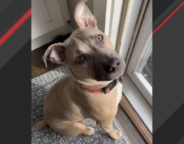 Couple Discovers Surprise About Pitbulls No One Warned Them About Before Adopting