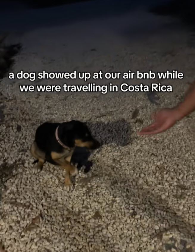 Couple’s Airbnb Vacation Turns Into Rescue Mission for Stray Dog Couple’s Airbnb Vacation Turns Into Rescue Mission for Stray Dog