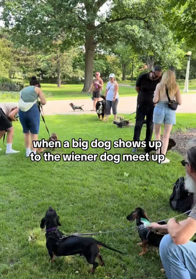Dachshund Meetup Erupts in Chaos When Unexpected Visitor Arrives Dachshund Meetup Erupts in Chaos When Unexpected Visitor Arrives