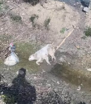 Dog Couldn’t Stop Crying As They Rescued Her Only To Later Find Out She Was Breastfeeding