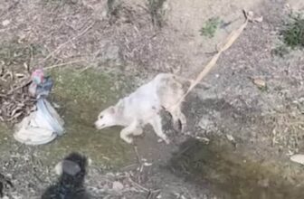 Dog Couldn’t Stop Crying As They Rescued Her Only To Later Find Out She Was Breastfeeding