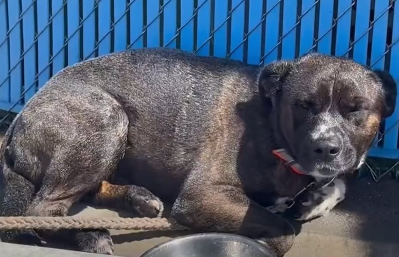 Dog Dumped And Tied To Pole Outside Shelter Finds Loving Home 2-Weeks Later Dog Dumped And Tied To Pole Outside Shelter Finds Loving Home 2-Weeks Later