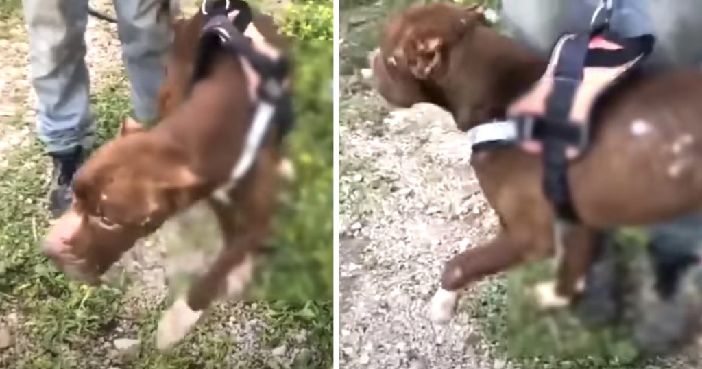 Dog Found In The Woods Was Altered In A Way His Past Could Never Be Forgotten Dog Found In The Woods Was Altered In A Way His Past Could Never Be Forgotten