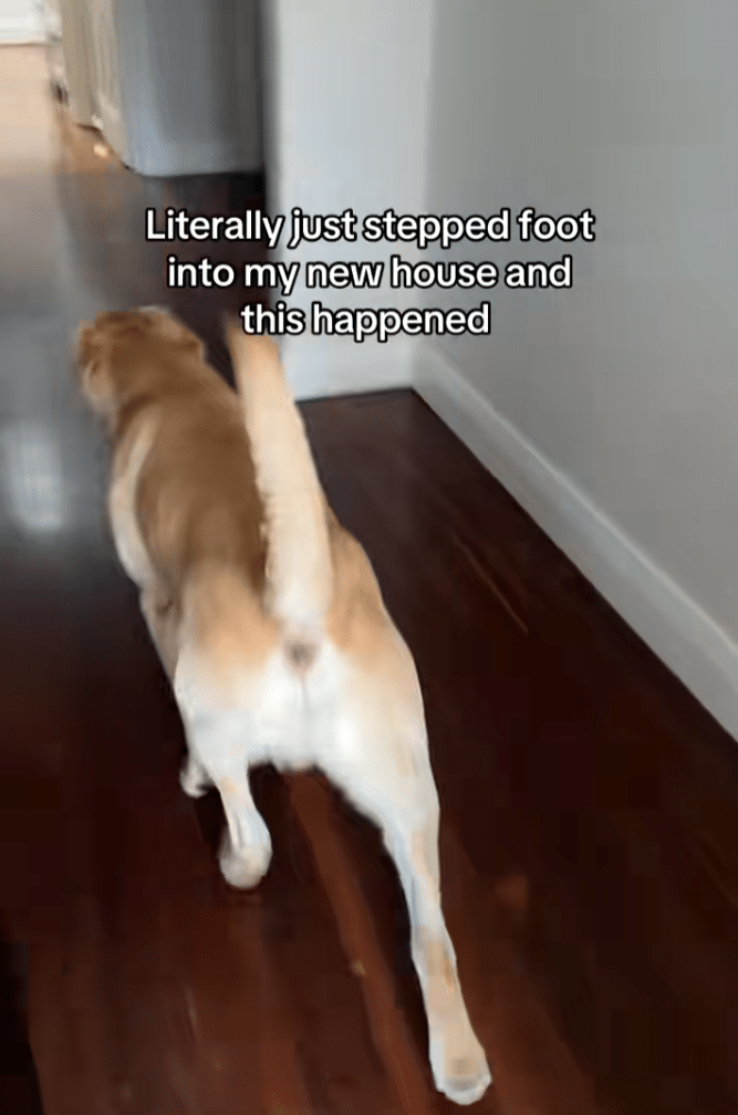 Dog Gets Excited In Their New Home But Suddenly Everything Changed Dog Gets Excited In Their New Home But Suddenly Everything Changed
