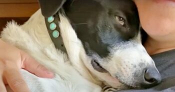 Dog In Mourning Gets A Life-Changing Gift From His Mom Dog In Mourning Gets A Life-Changing Gift From His Mom