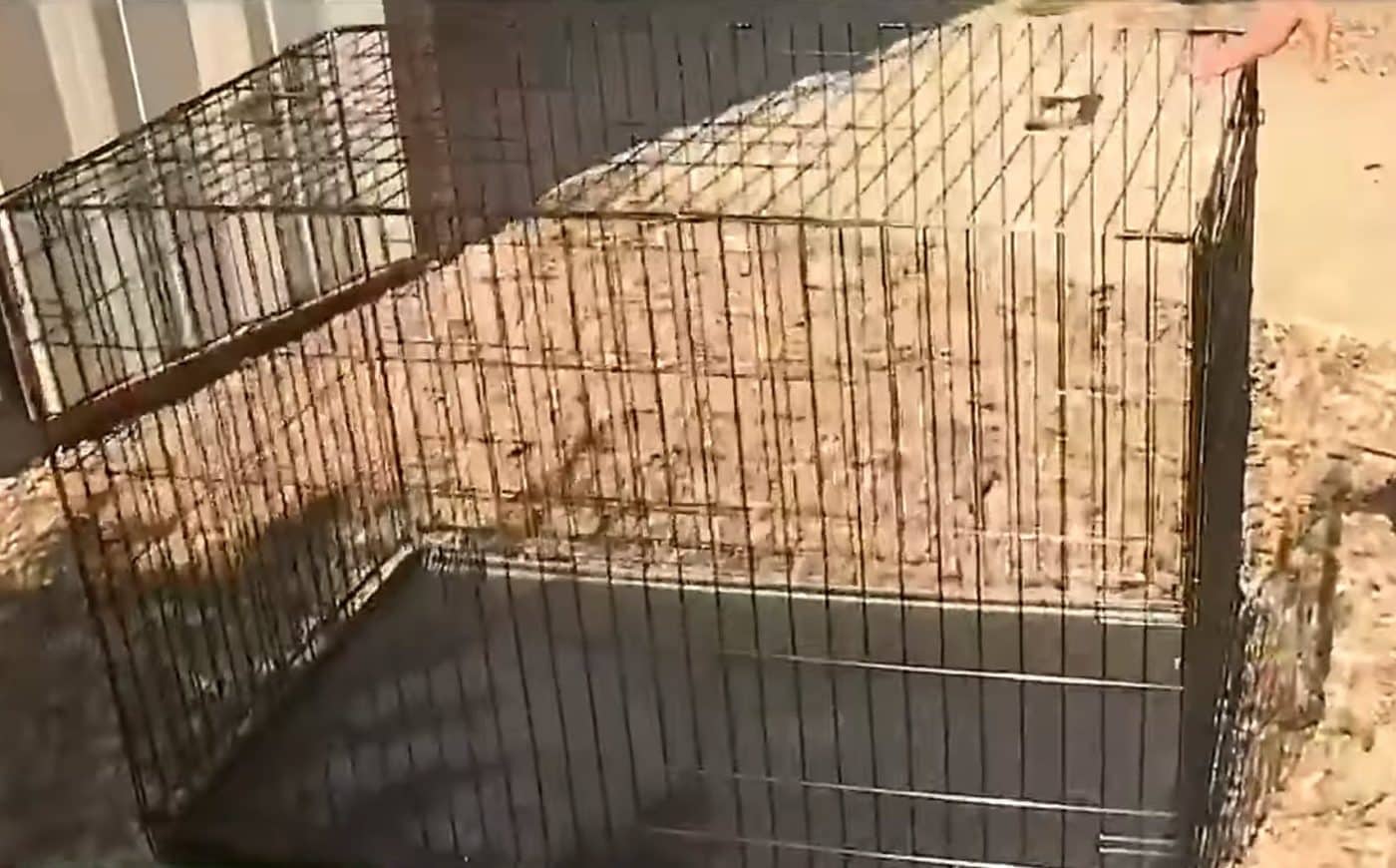 Dog Left In Scorching Hot Truck and Suffered Burns, Owner Charged Dog Left In Scorching Hot Truck and Suffered Burns, Owner Charged