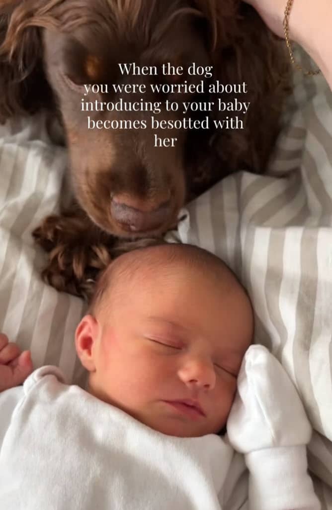 Dog Meets Baby for First Time and His Reaction Is Beautiful Dog Meets Baby for First Time and His Reaction Is Beautiful