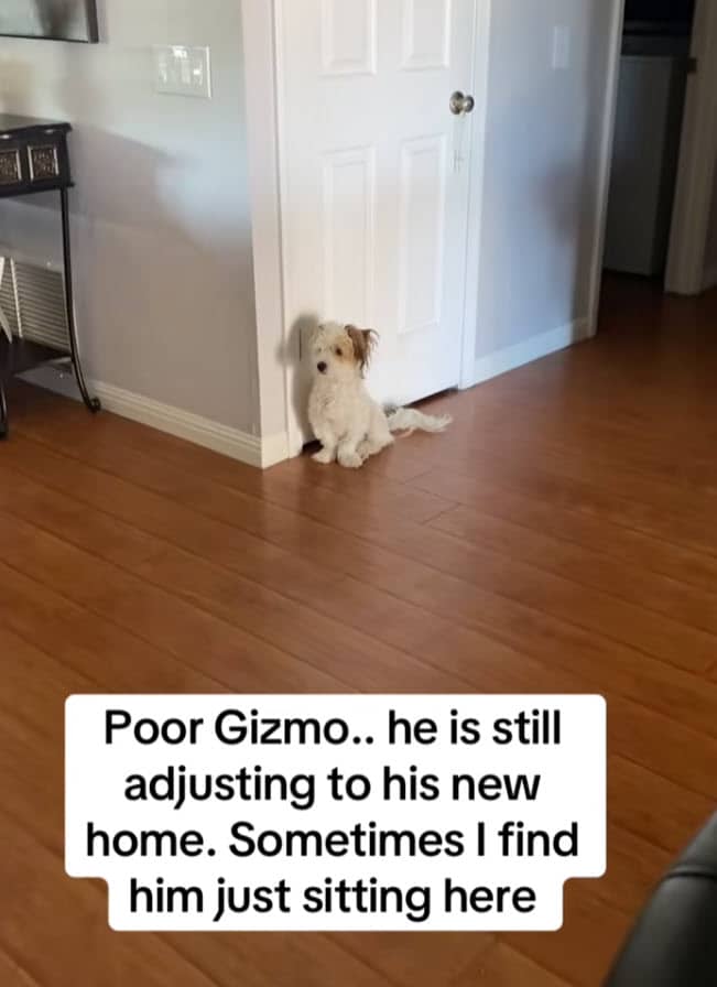 Dog Only Knew Life Outdoors, Now He’s Learning What Home Feels Like Dog Only Knew Life Outdoors, Now He’s Learning What Home Feels Like