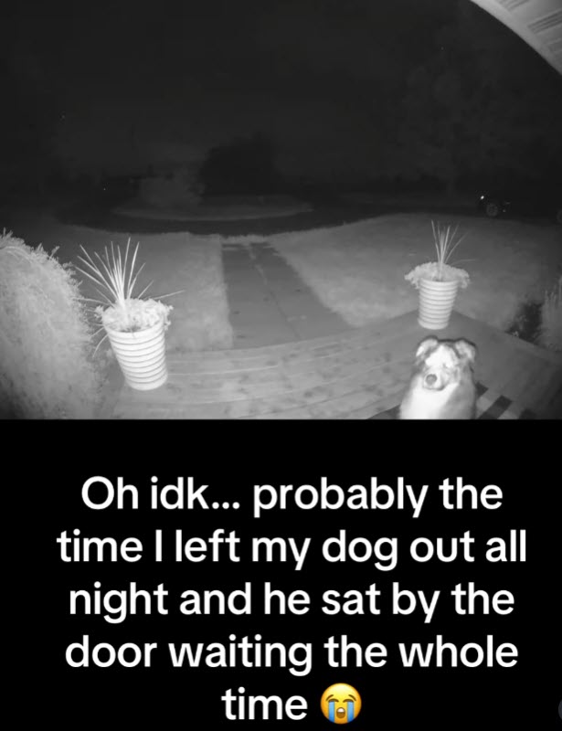 Dog Patiently Waits Outside All Night, Owner Realizes Mistake via Doorbell Cam Dog Patiently Waits Outside All Night, Owner Realizes Mistake via Doorbell Cam
