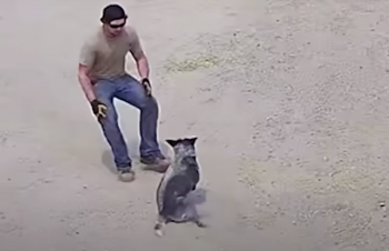 Dog Playing Fetch Is Abruptly Paralyzed, ‘Panicked’ Dad Rushes To Her Side Dog Playing Fetch Is Abruptly Paralyzed, ‘Panicked’ Dad Rushes To Her Side