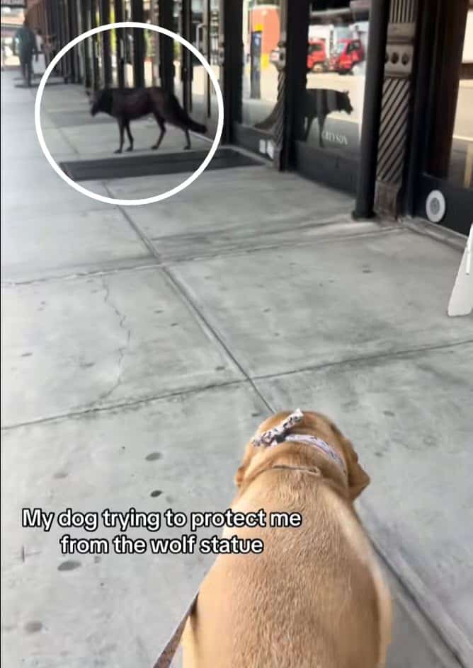 Dog Protects Owner From Wolf Statue, Reacts Like a True Guardian Dog Protects Owner From Wolf Statue, Reacts Like a True Guardian